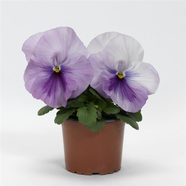Spring Matrix™ Light Pink Shades Pansy - Container