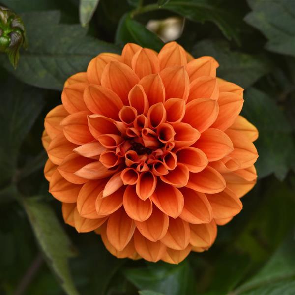City Lights™ Apricot Glow Dahlia - Bloom