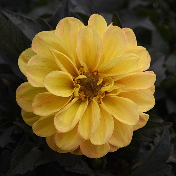City Lights™ Golden Yellow Dahlia - Bloom