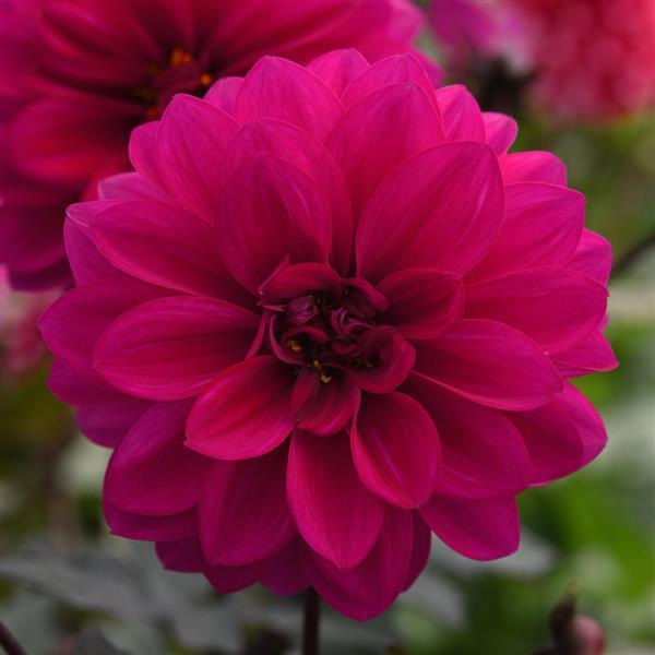 City Lights™ Neon Dahlia - Bloom