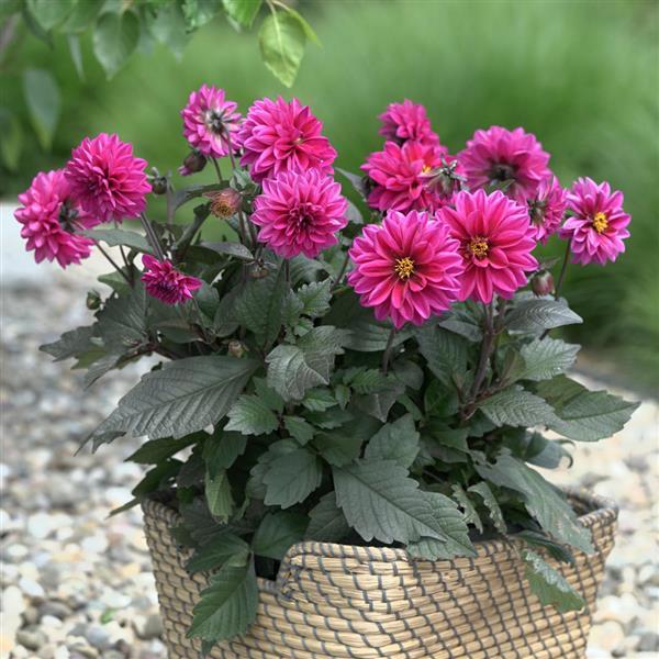 City Lights™ Neon Dahlia - Container