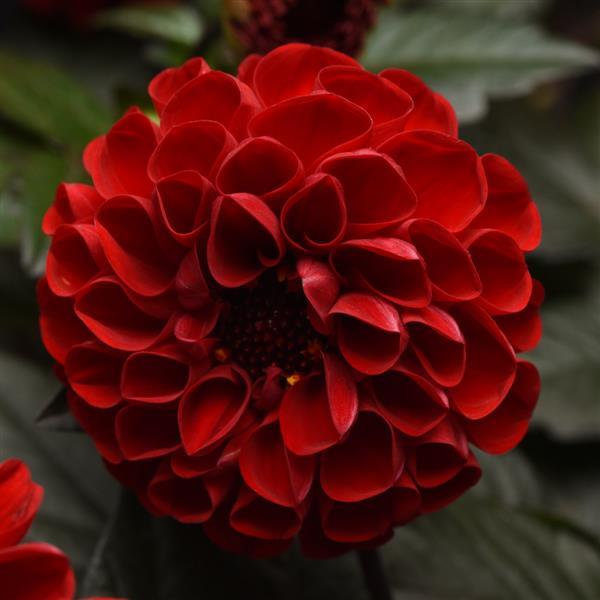 City Lights™ Red Dahlia - Bloom