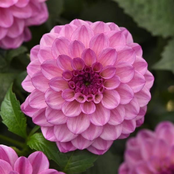 City Lights™ Lavender Pink 26 Dahlia - Bloom
