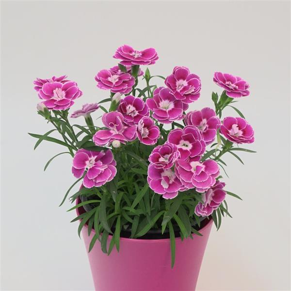 Capitán™ Magnifica Dianthus - Container
