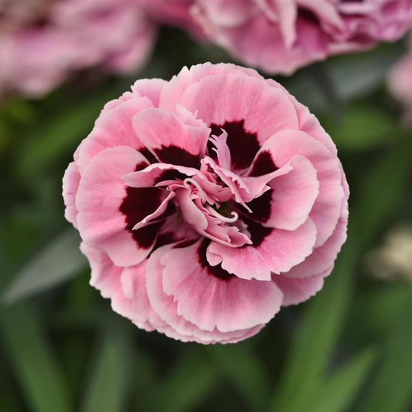 Capitán™ Rose+Eye Dianthus - Bloom