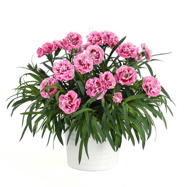 Capitán™ Rose+Eye Dianthus - Container