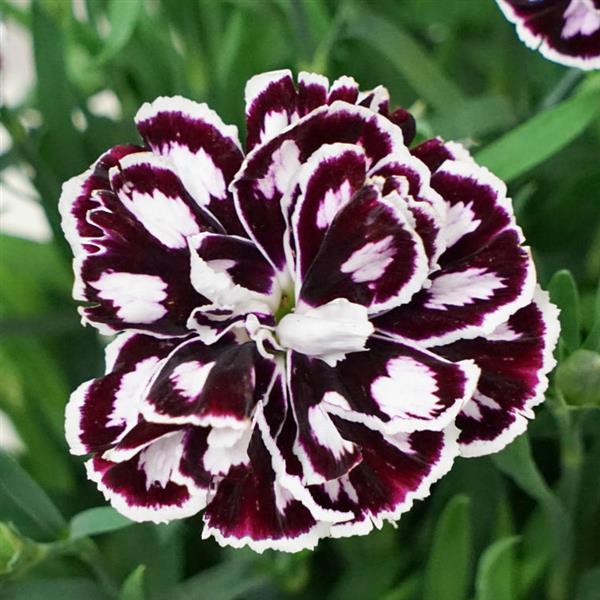 Capitán™ Purple+White Dianthus - Bloom