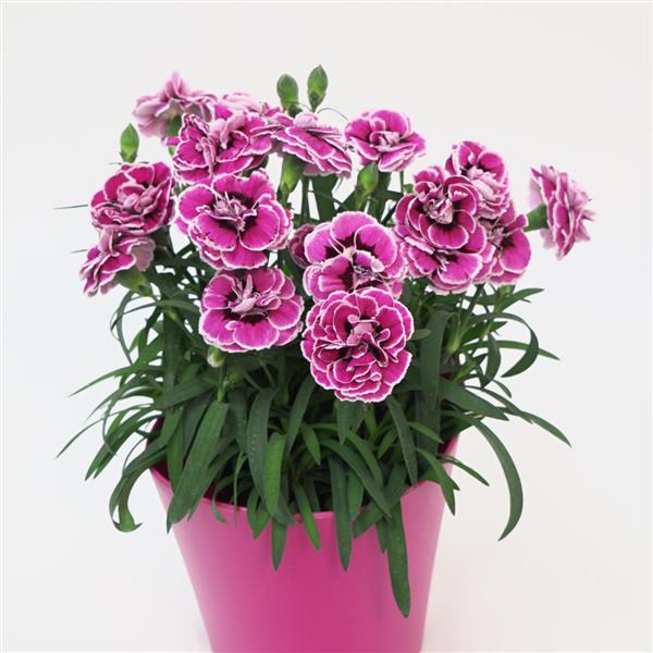 Capitán™ Purple Frost Dianthus - Container