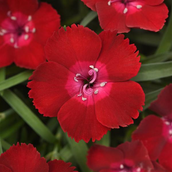 Dianthus EverLast™ Red Flash - Bloom