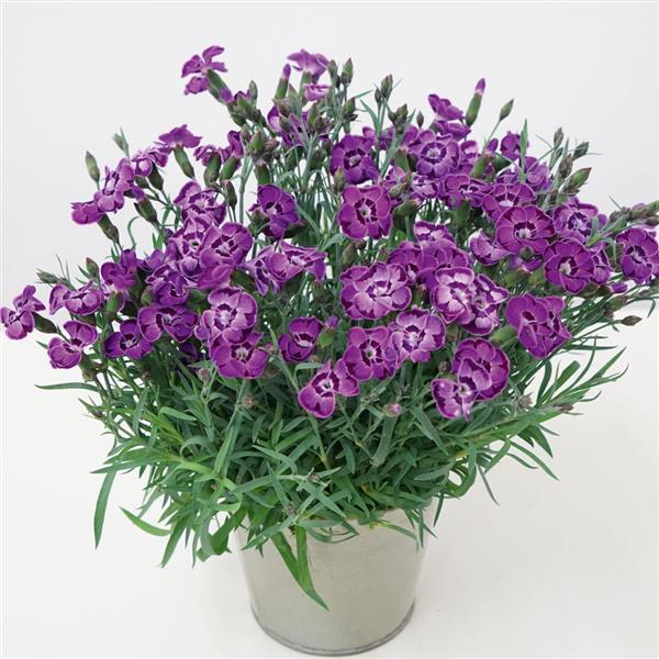 Dianthus EverLast™ Violet Blue - Container