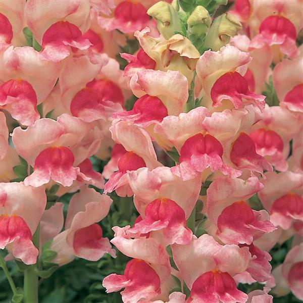 Opus Appleblossom III/IV Cut Flower Snapdragon - Bloom