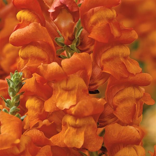 Opus Early Bronze III Cut Flower Snapdragon - Bloom