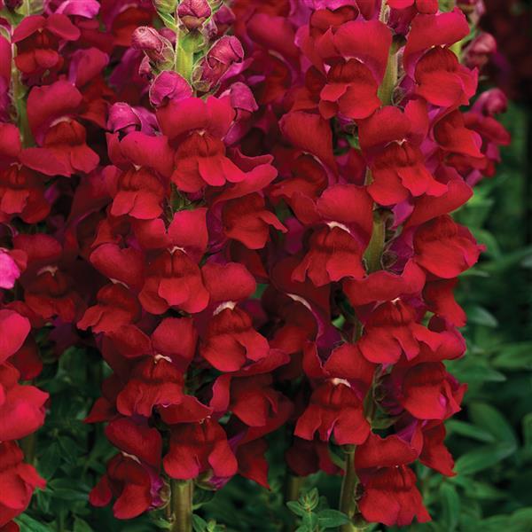 Opus Red III/IV Cut Flower Snapdragon - Bloom
