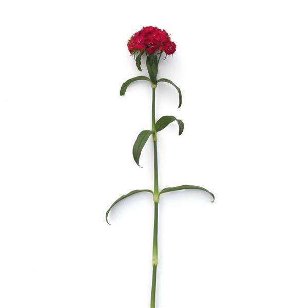Sweet™ Cherry Dianthus - Single Stem, White Background