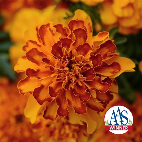 Bonanza™ Bolero French Marigold - Bloom