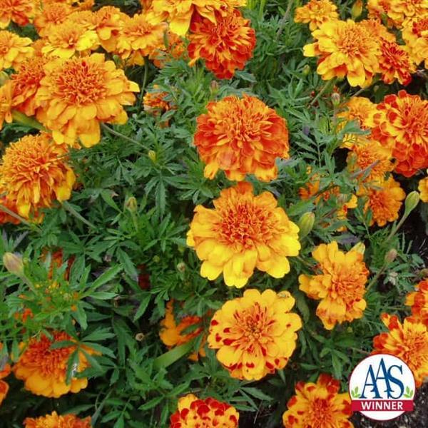 Bonanza™ Bolero French Marigold - Trials