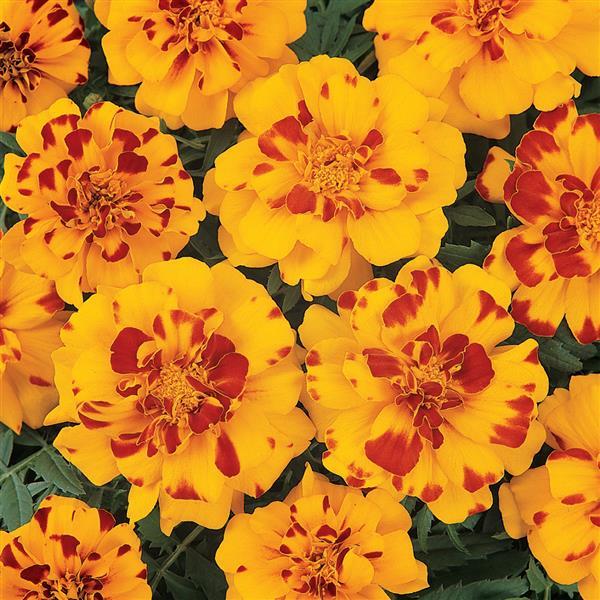 Durango® Bolero French Marigold - Bloom