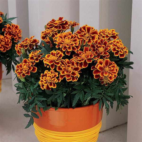 Durango® Flame French Marigold - Container