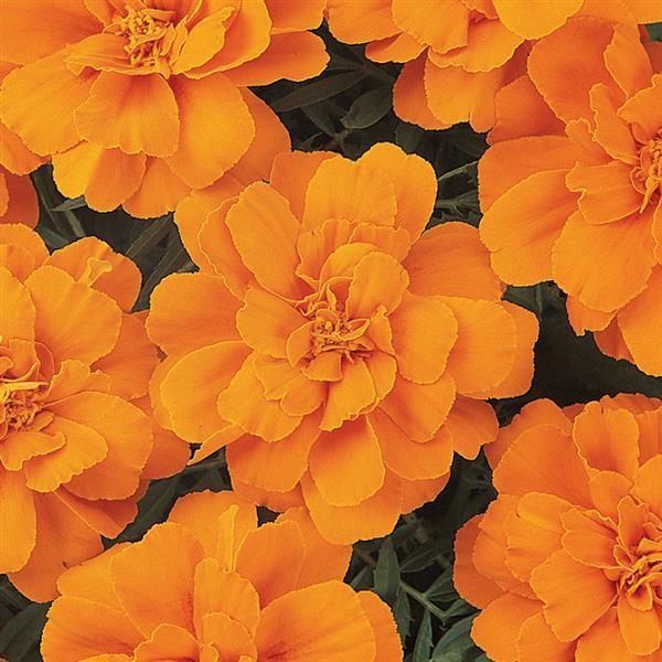 Durango® Tangerine French Marigold - Bloom