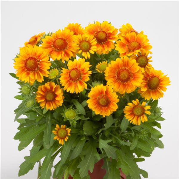 Gaillardia Mesa Peach - Container
