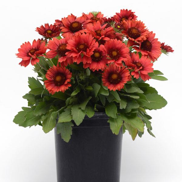 Gaillardia Mesa Red - Container