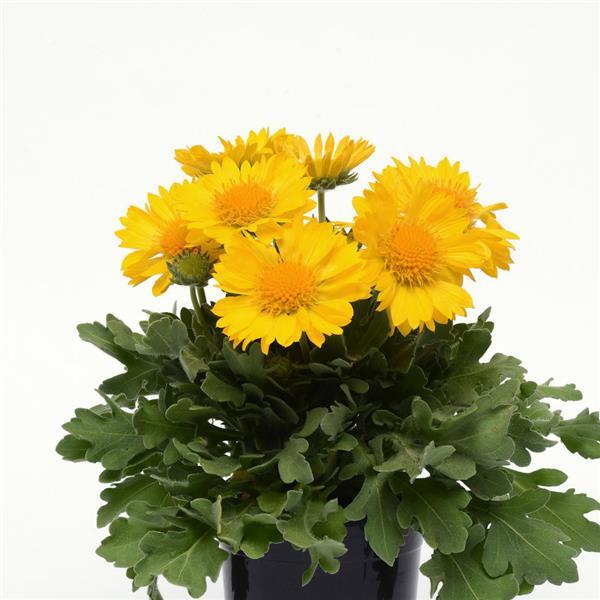 Gaillardia Mesa Yellow - Container