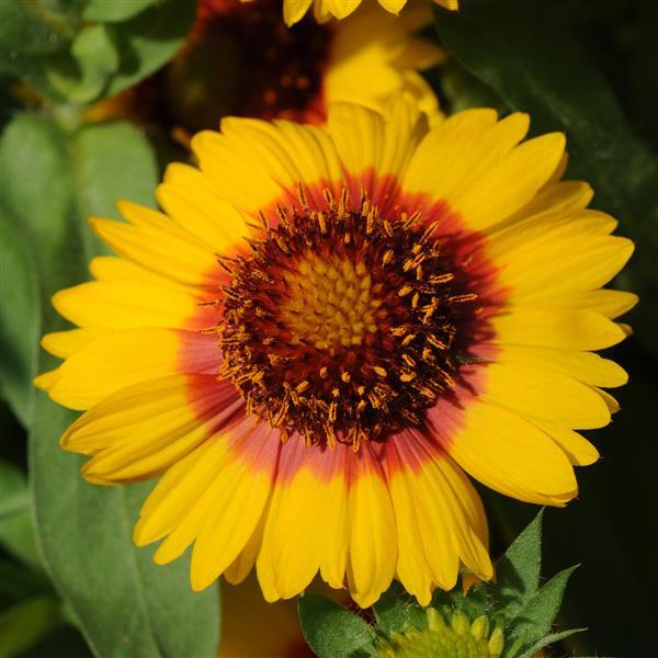 Gaillardia Mesa Bright Bicolor - Bloom