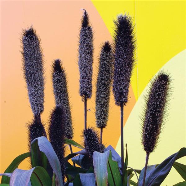 Purple Baron Ornamental Millet - Bloom