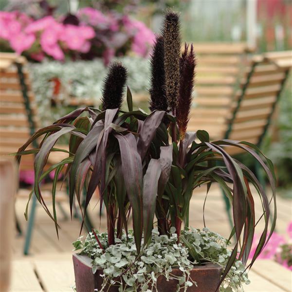 Purple Baron Ornamental Millet - Container