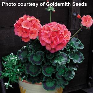 Maverick Coral Geranium - Container