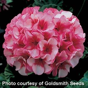 Maverick Star Geranium - Bloom