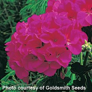 Maverick Violet Geranium - Bloom