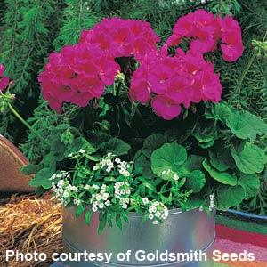 Maverick Violet Geranium - Container