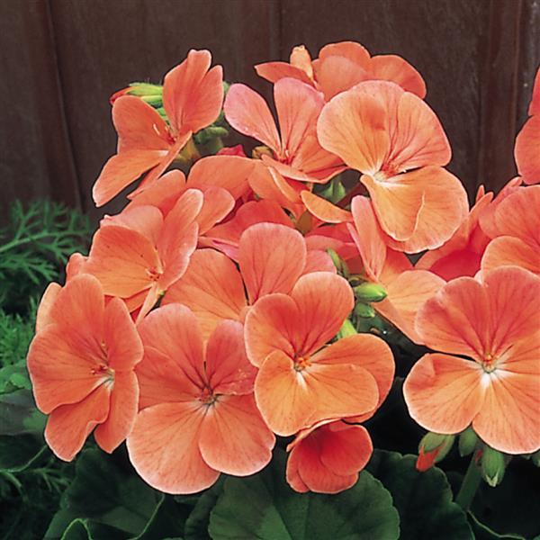 Multibloom Salmon Geranium