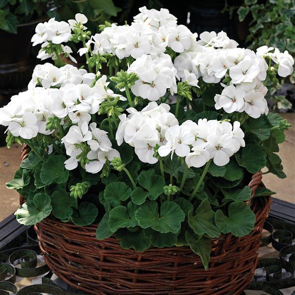 Multibloom White Geranium