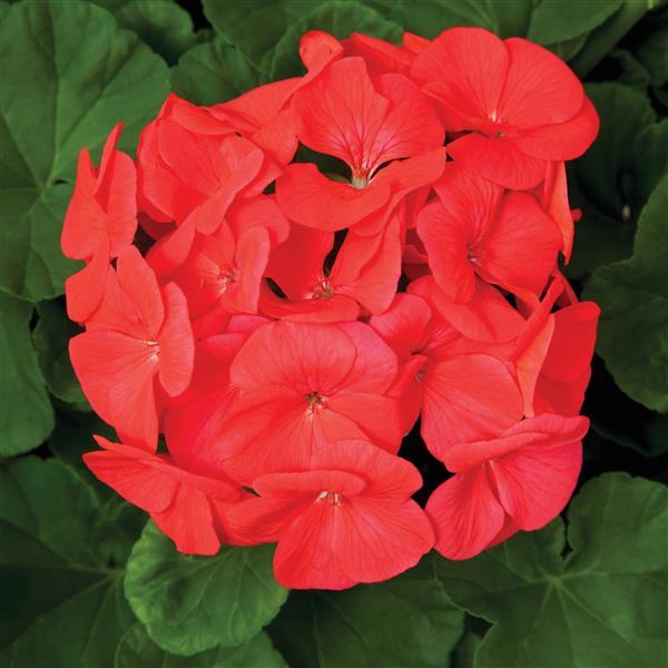 Pinto Premium Coral Geranium - Bloom