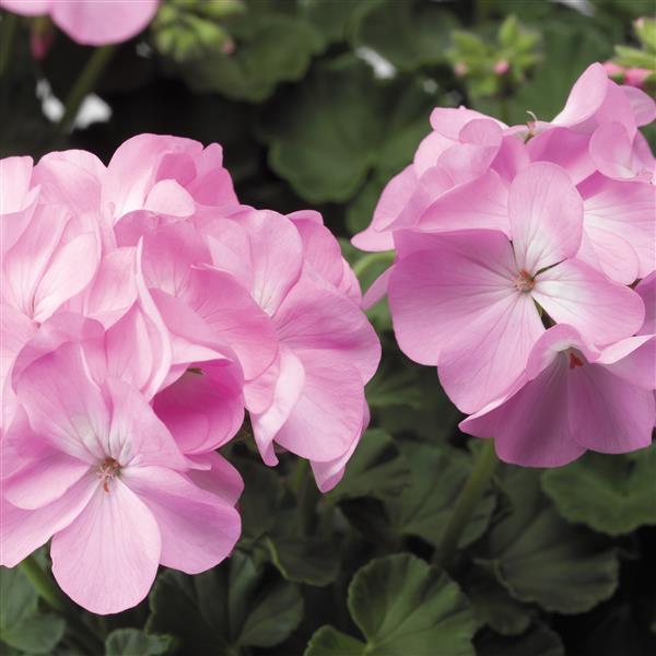 Pinto Premium Lavender Geranium - Bloom