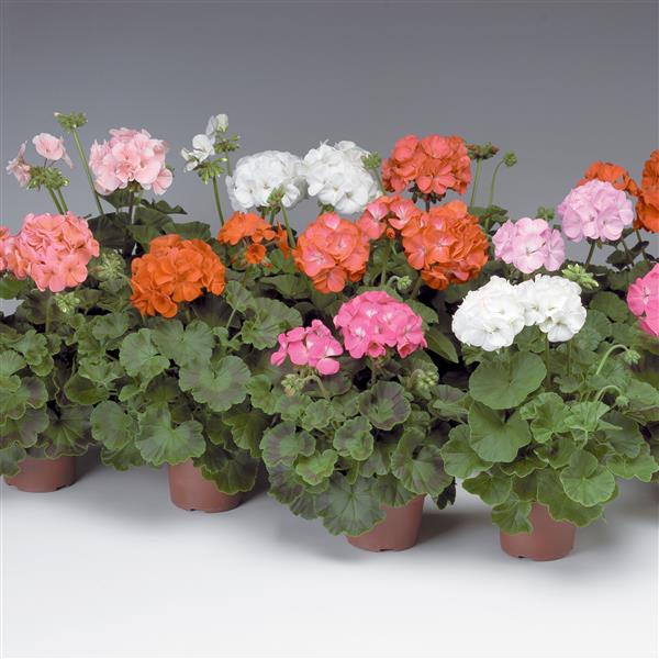 Pinto Premium Mix Geranium - Bloom