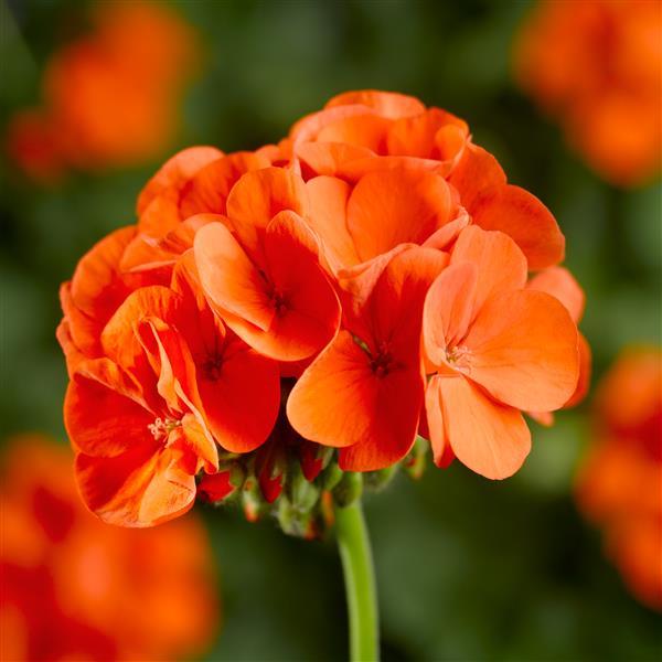 Pinto Premium Orange Geranium - Bloom