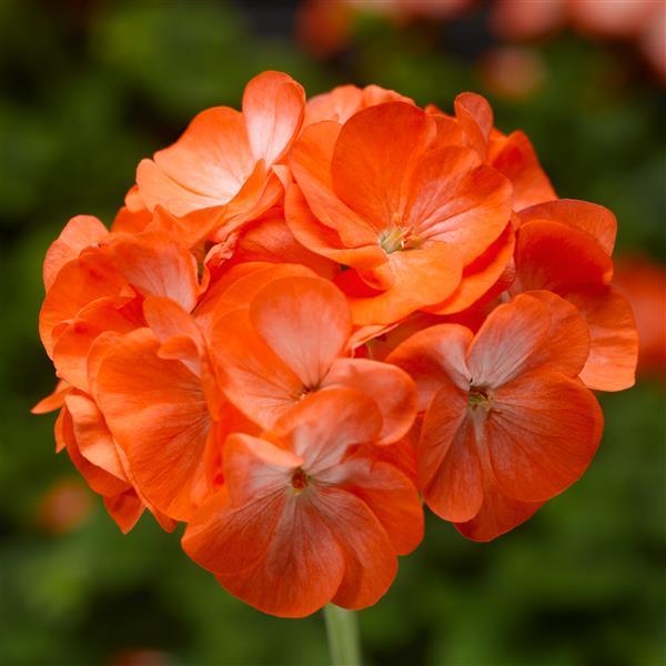 Pinto Premium Orange Bicolor Geranium - Bloom