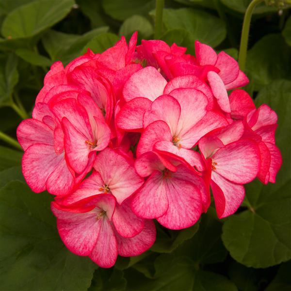 Pinto Premium Rose Bicolor Geranium - Bloom