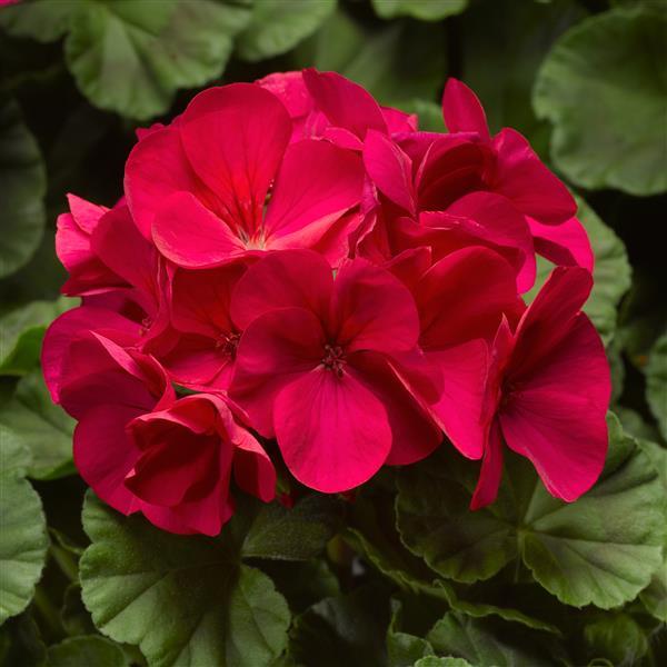 Pinto Premium Violet Geranium - Bloom
