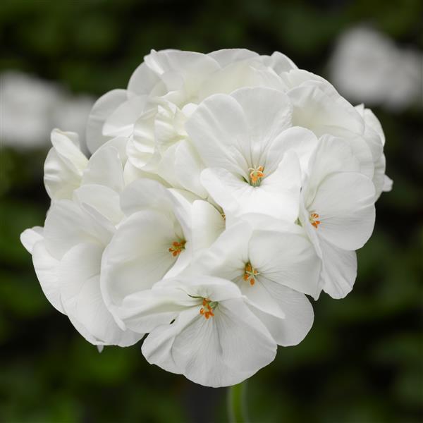 Pinto Premium White Geranium - Bloom