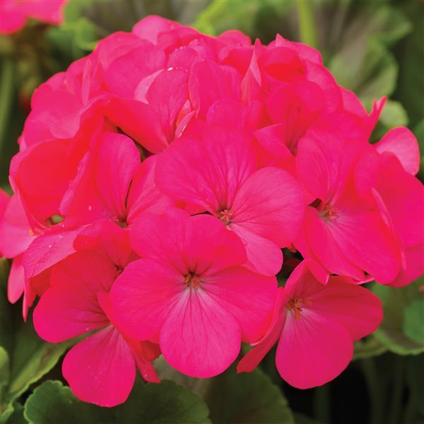 Pinto Premium Lavender Rose Geranium - Bloom
