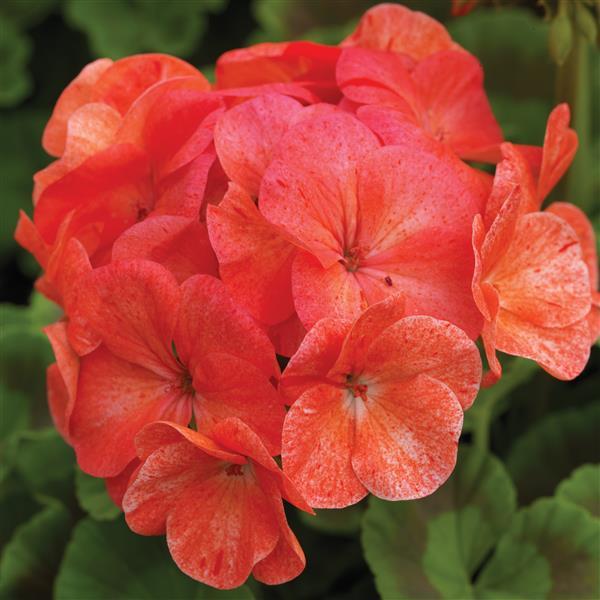 Pinto Premium Salmon Splash Geranium - Bloom