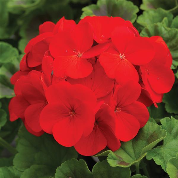 Pinto Premium Deep Red Geranium - Bloom
