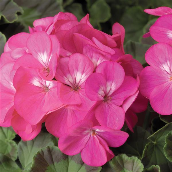 Pinto Premium Deep Rose Geranium - Bloom