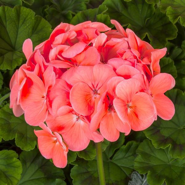 Pinto Premium Deep Salmon Geranium - Bloom