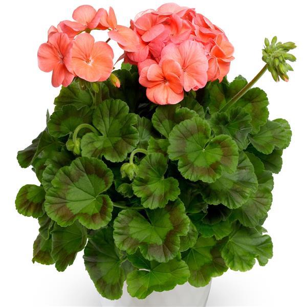 Pinto Premium Deep Salmon Geranium - Container