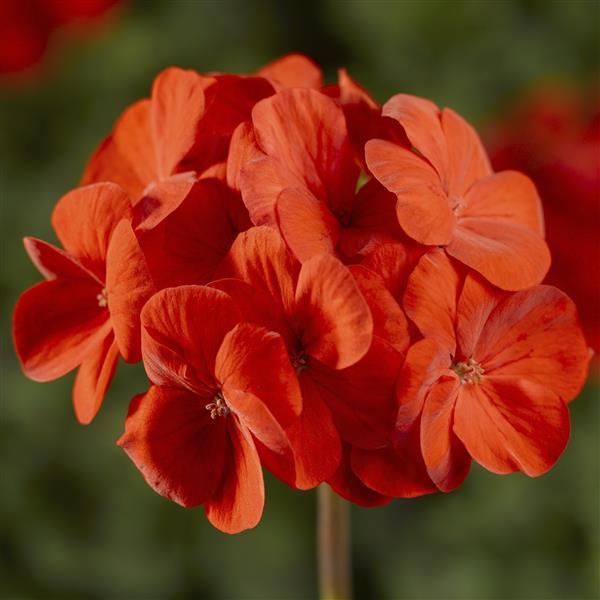 Pinto Premium Deep Scarlet Geranium - Bloom